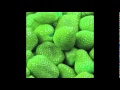 Green Strawberry Download Videos Mp3 and Mp4 Green Strawberry Download Videos Mp3 and Mp4