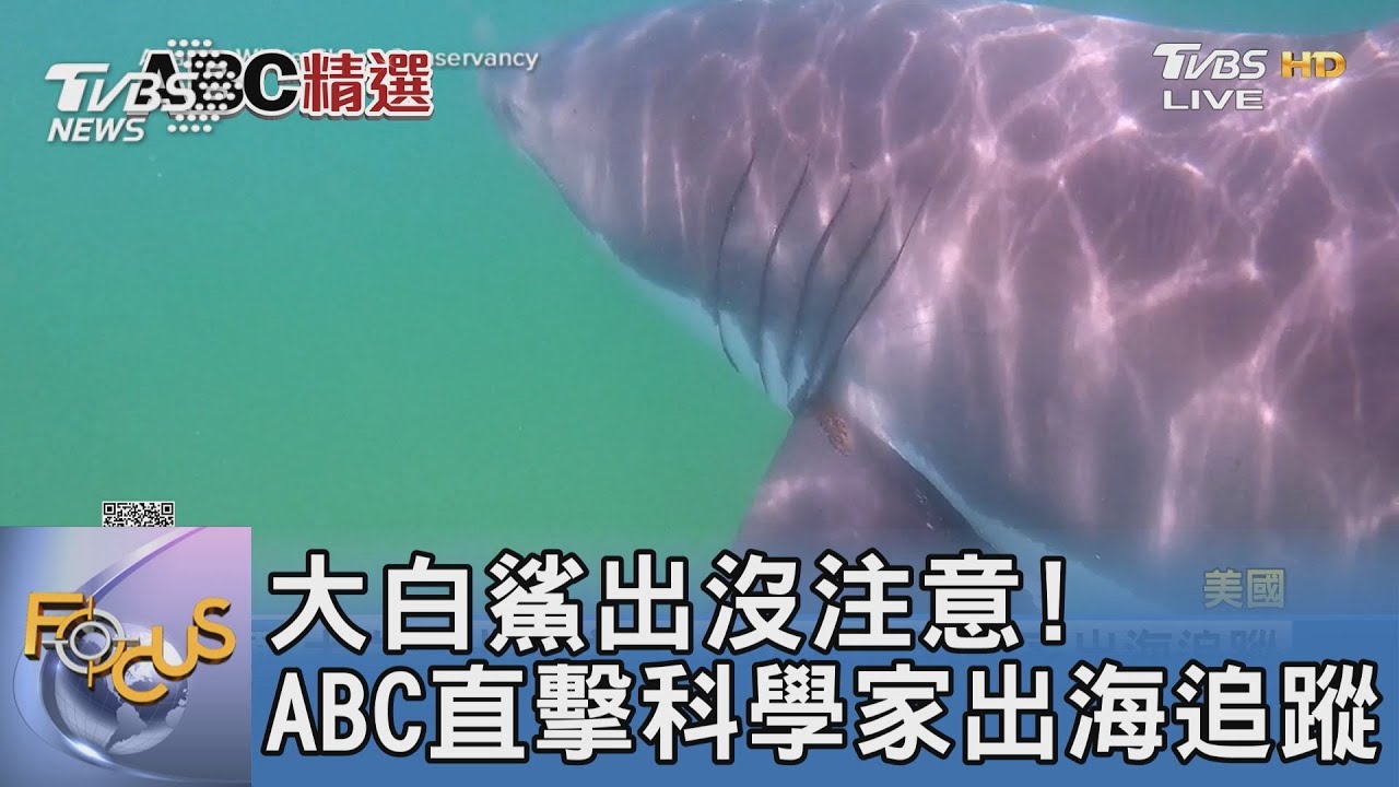 大白鯊出沒注意!ABC直擊科學家出海追蹤