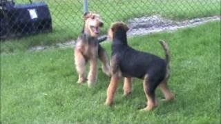 preview picture of video 'Airedale summer frolic'
