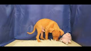 ミニチュアピンシャーの動画01