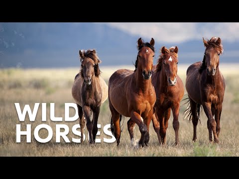 The Wild Horses Of Australia