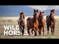 The Wild Horses Of Australia