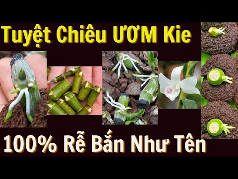 Trội | Đức Hoa Lan