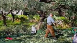 preview picture of video 'Olive Picking in Mani.m4v'