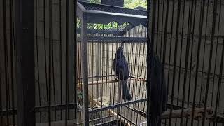 Download lagu Srigunting hitam isian mp3