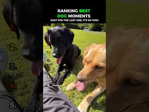 Dogs Being Idiots part 151: Dogs Love Balls 😂😂