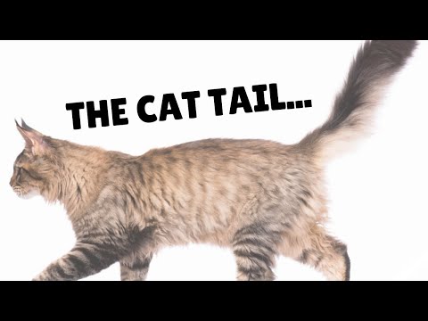 What Percentage of Bone is in Your Cat’s Tail? | Two Crazy Cat Ladies
