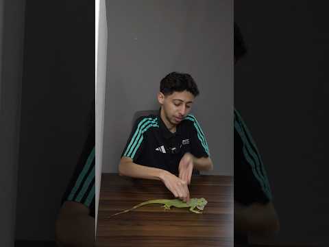 مين الكذاب؟ نسخة الحيوانات 🐒🔥