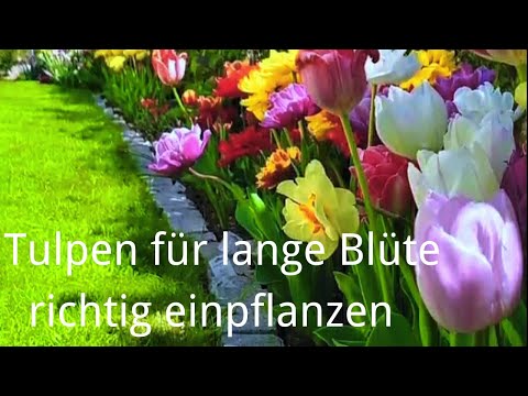 , title : '018【J&J Garden and Life】 Blumenzwiebeln pflanzen'