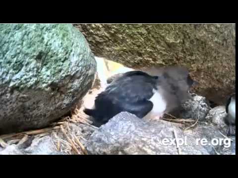 Puffin Burrow Hope chases away intruder