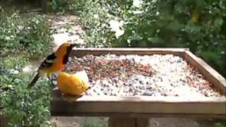preview picture of video '2012/03/15  2:30 PM CDT Hooded Oriole (TX)'