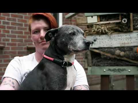 Wie gefährlich sind  Kampfhunde