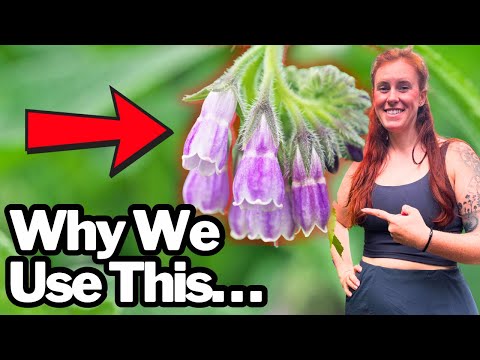 Comfrey Fertilizer: Science vs. Hype