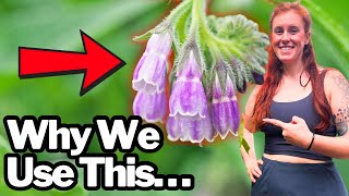 Comfrey Fertilizer: Science vs. Hype