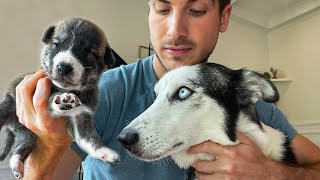 She's Jealous of the New Puppies...