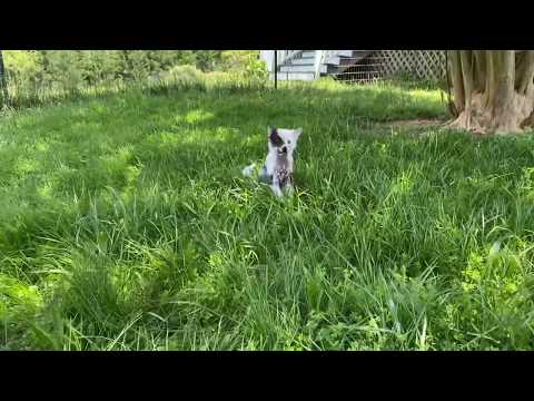 Tulip - Chinese Crested Hairless at 10 weeks