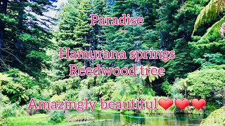 #hamurana #springs #rotoroa #newzealand
