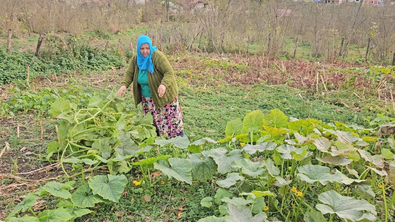 ‼️TOPRAĞIMIZIN BEREKETİ  SON ÜRÜNLERİMİZİ TOPLADIK‼️