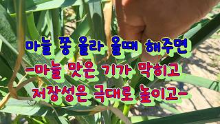 마늘의 맛은 기가 막히게 마늘의 저장성은 극도로 높게...
