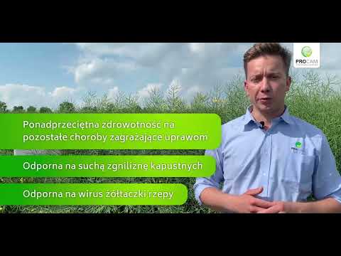 DK EXBURY – Odmiana nastawiona na najwyższe plony.