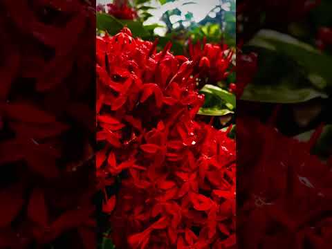 Flower video, my #music #song  Jesus