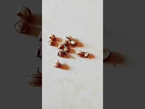 Eucalyptus  seeds #trending #1 April 2023