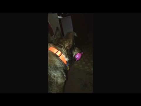 Stephen King's "CUJO."   Parody with Dolly