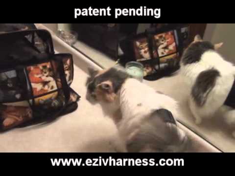 EZ I.V. Harness Keeps Needle In Pet During Sub Q Fluids