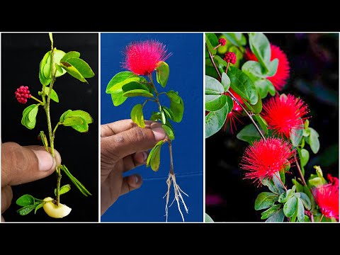 How to grow Calliandra plant from cutting || Red powder puff plant