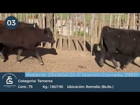 Lote Machos - Ramallo Bs As