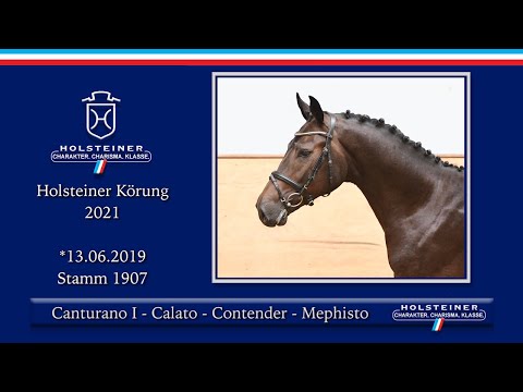 Holsteiner Körlot 2021 | Nr. 07 v. Canturano I - Calato - Contender - Mephisto