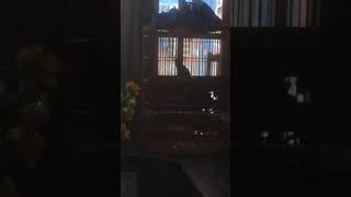 Download lagu PANCINGAN FIKTER DAN #MURAI BATU MACET BUNYI 30DETIK nyaut mp3 Download lagu PANCINGAN FIKTER DAN #MURAI BATU MACET BUNYI 30DETIK nyaut mp3