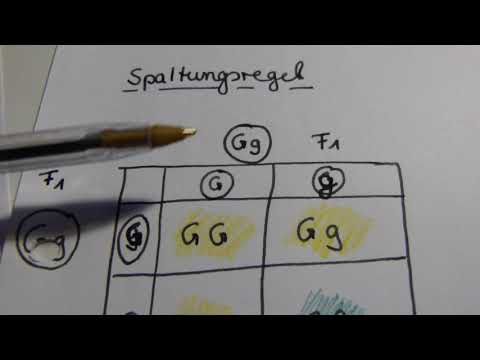 Die Mendelschen Regeln Teil 3