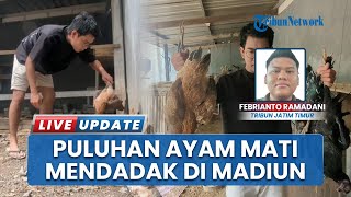 25 Ayam Mati Mendadak di Madiun, Peternak Panik: Sisanya Disembelih Cegah Penyebaran Penyakit