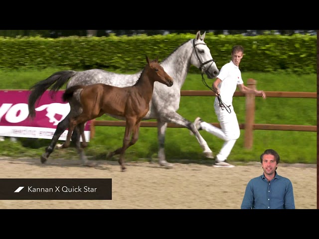 Kobe Z (Kannan x Quick Star)