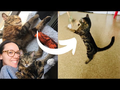 Simple ways to keep your cat active throughout the day