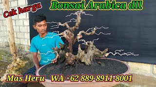 Download lagu Cek harga Bonsai Arabika dll koleksi terbaru Mas Heru Wa  62 889-8911-8001 mp3