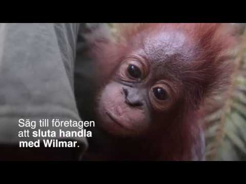 Företag måste sluta köpa palmolja som bidragit till regnskogsskövling