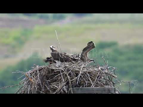 Stock Video - Juvenile Osprey flapping its wings in the nest with its parents
