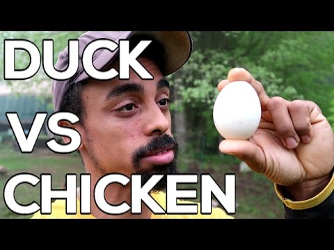 DUCK VS CHICKEN - Eggcellent reasons to raise DUCKS!