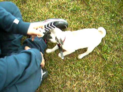 Amy Mops 11 Wochen alt Teil 2