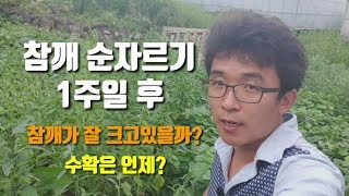 참깨농사 참깨순자르기 일주일후 크기를 비교해보았습니다