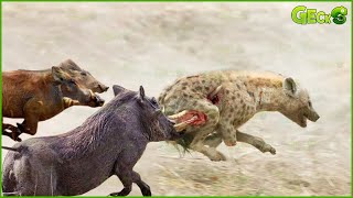The Moment A Wild Boar Gets Mad Causes A Vicious Hyena To Suffer A Painful End | Wild Animals