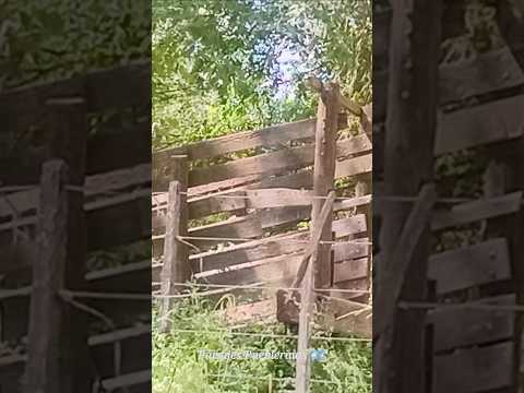 El brete de Don Paco