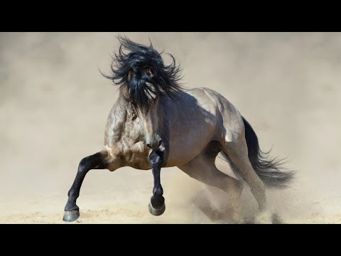 , title : 'Race d'Espagne - Le Pure race Espagnole, nommé aussi Andalou, un cheval réputé et élégant'