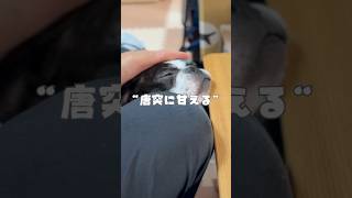 唐突に甘えるフレブル