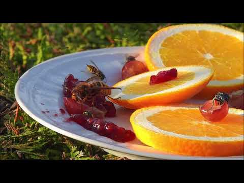 Killing or trapping mosquitoes, bees, wasps, hornets and the like, on Shabbos