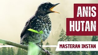Download lagu Masteran Anis Hutan Gacor Full Isian mp3