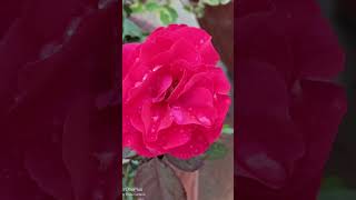 Download lagu Adi Yaaradhu Yaaradhu Ange by Mano& K S.Chithra( Mettukudi 29.8.96) mp3