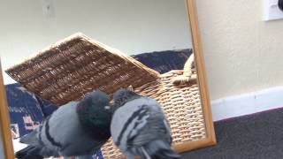 preview picture of video 'I Am So Handsome - Rock Pigeon Fancies Himself - HD'